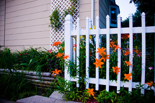 Little Garden