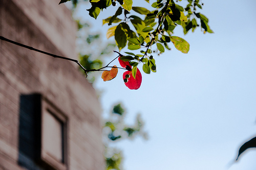 Red Leaf @ Summer