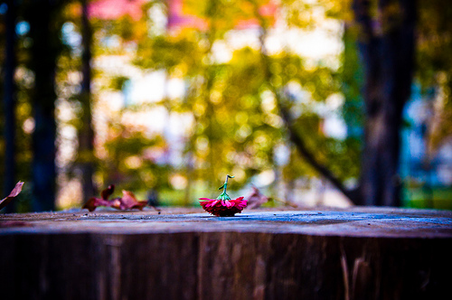 Flower Dancer II