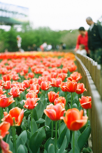 Tulips