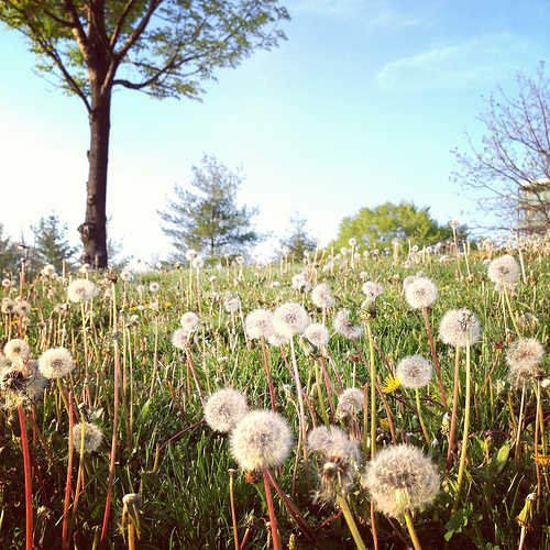 Dandelions