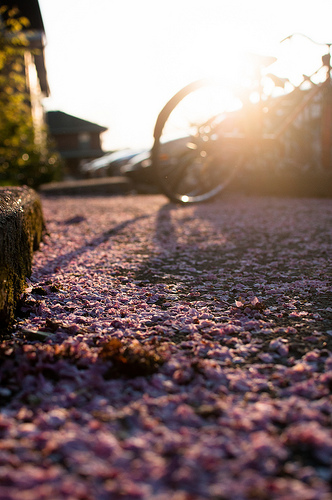Fallen Flowers