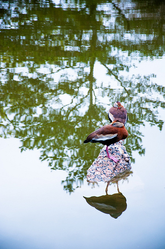 Pair of Birds